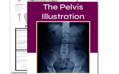 The Pelvis illustration thumbnail - Buffalo Occupational Therapy