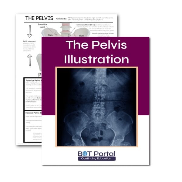 The Pelvis illustration thumbnail - Buffalo Occupational Therapy